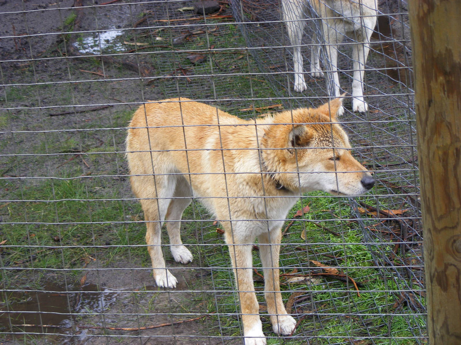 Dingo - September, 2009