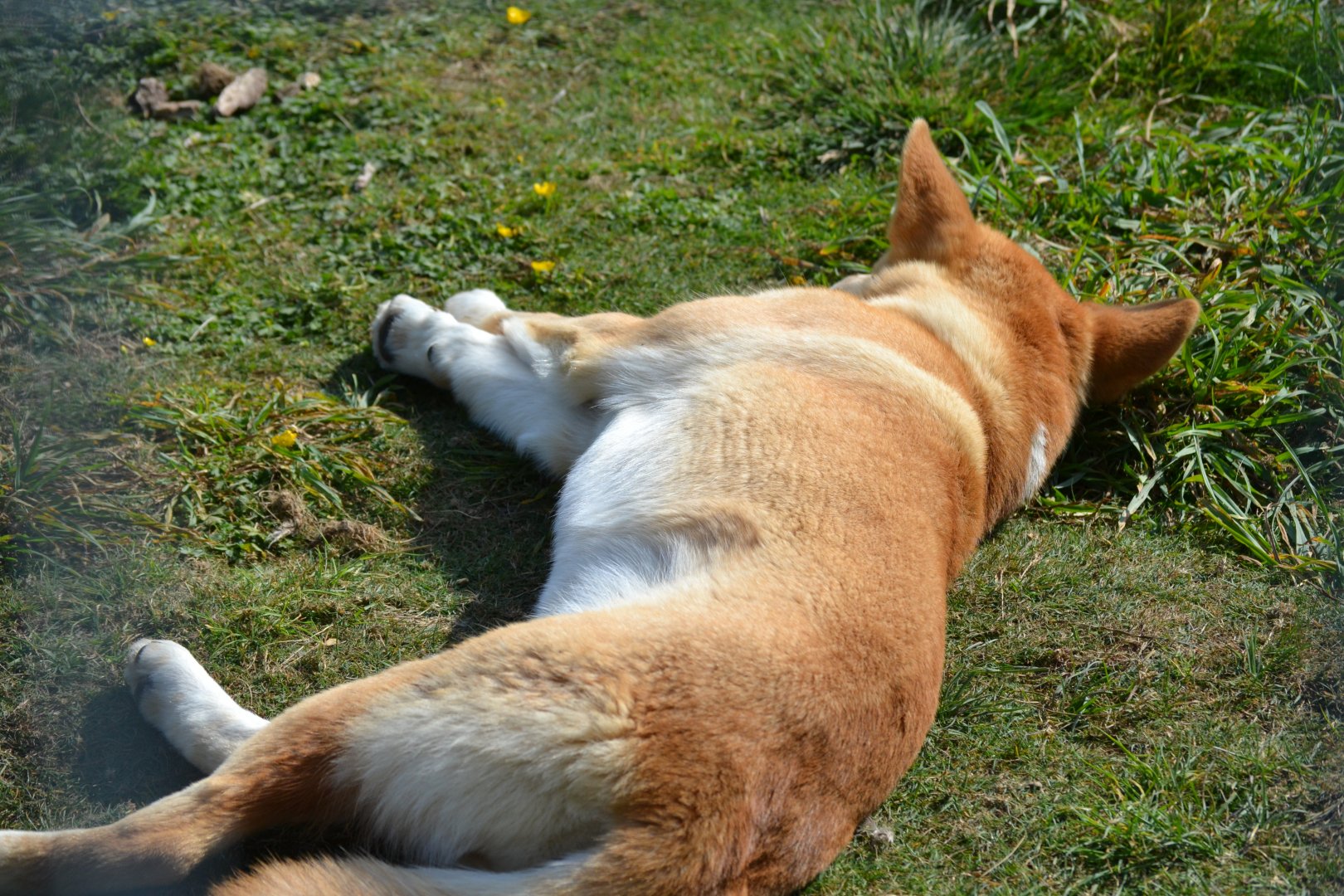 Dingo - September 2020