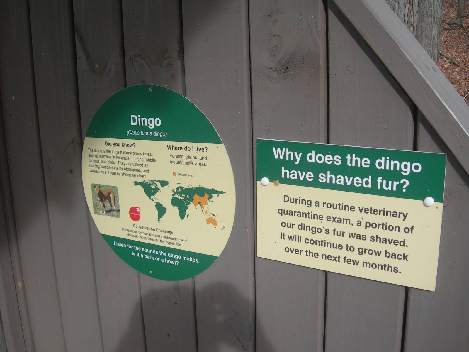 Dingo Sign
