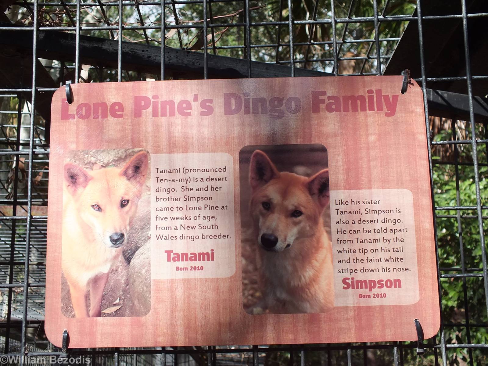 Dingo Sign