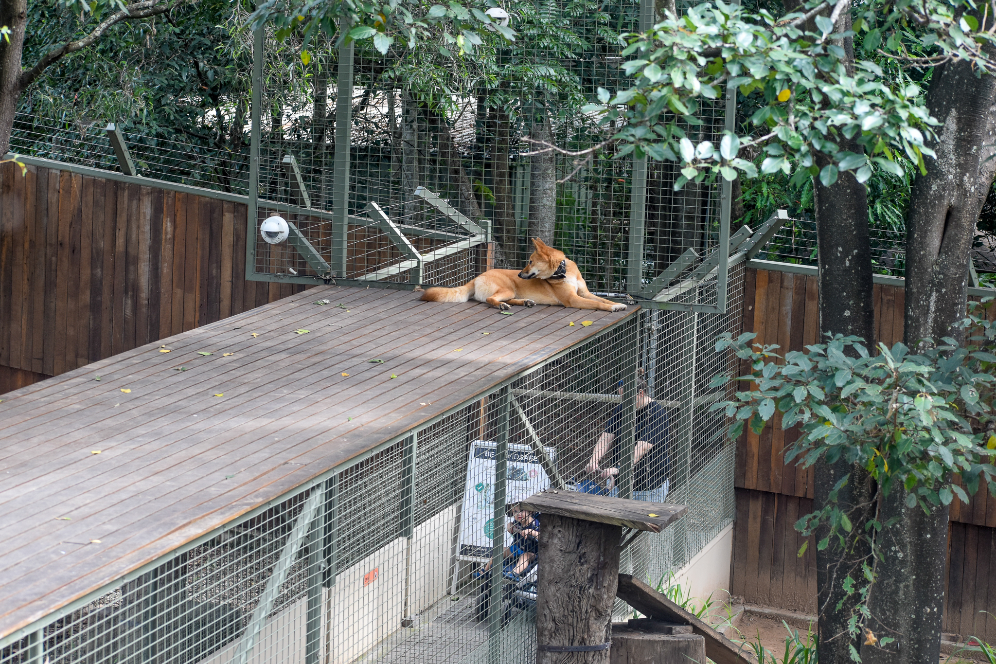 Dingo sitting on Visitor Tunnel