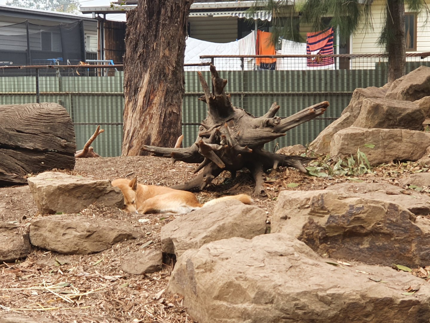 Dingo Sleeping