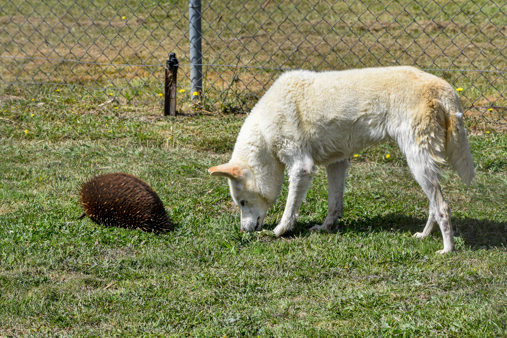 Dingo sniffing wild echidna