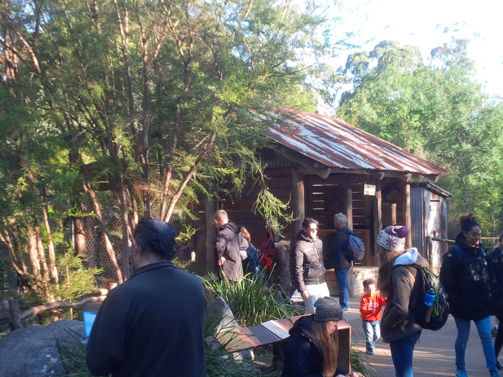 Dingo viewing shelter