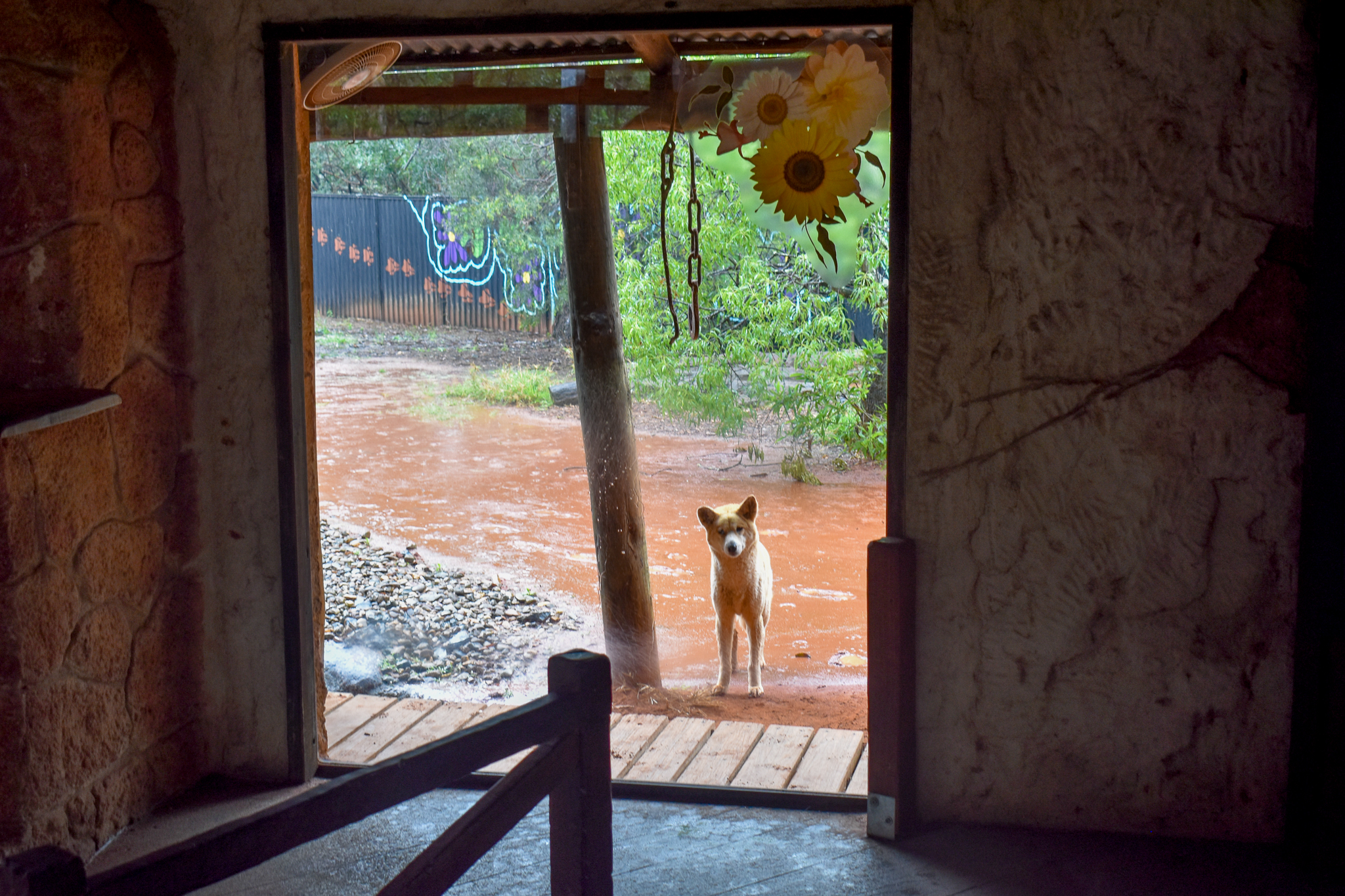 Dingo Viewing Window