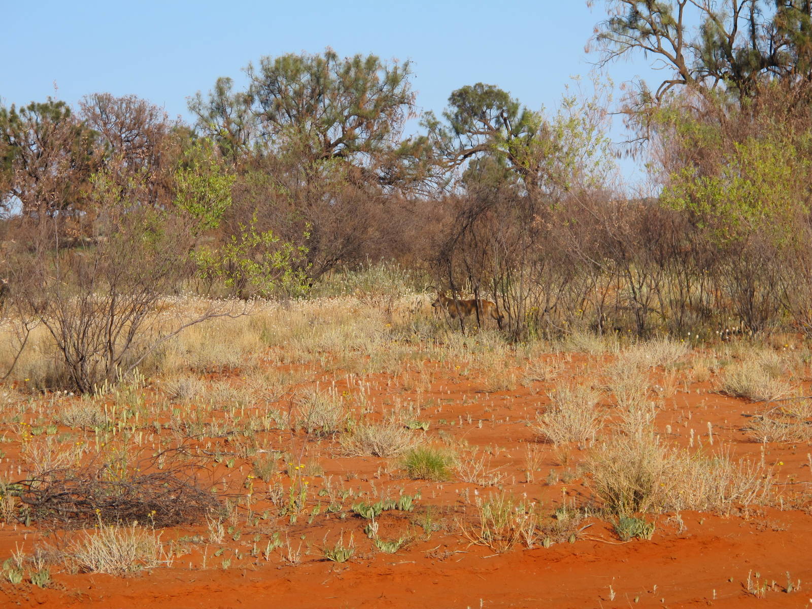 Dingo, Watarrka National Park, NT