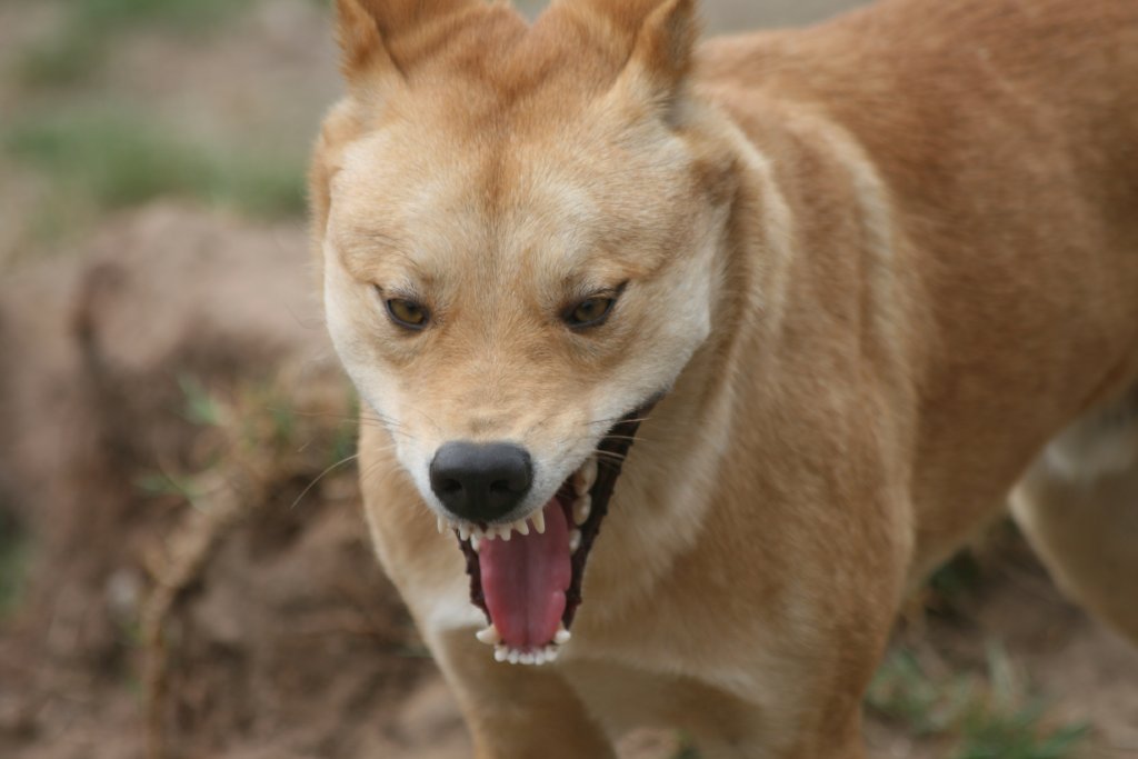 Dingo yawn