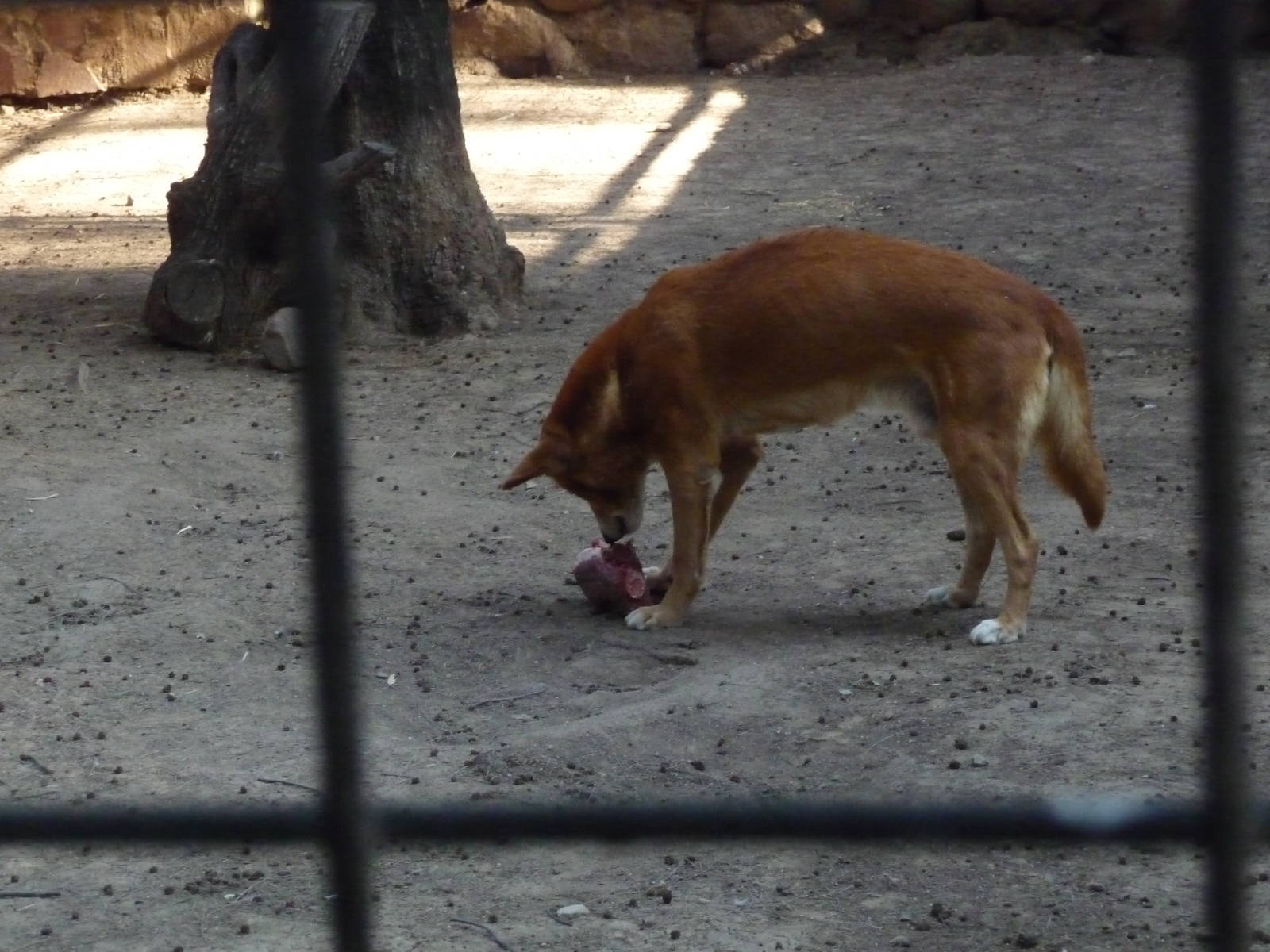 dingo zoo leon