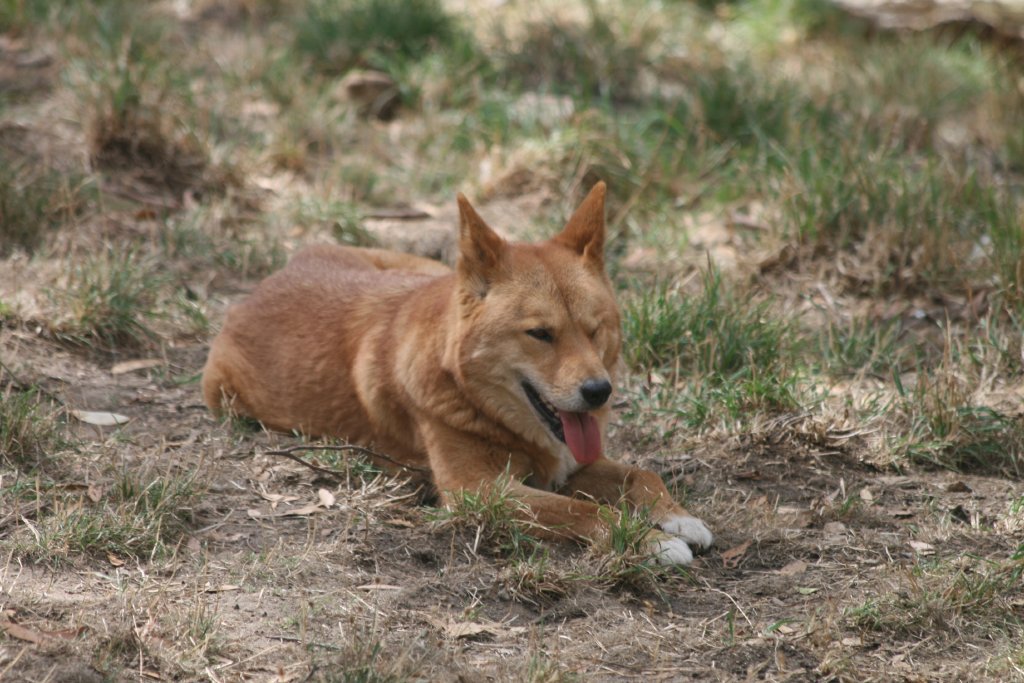 Dingo
