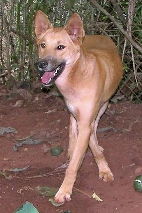 Dingo