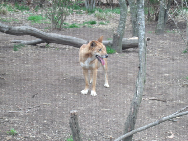 Dingo