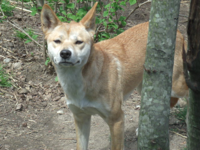 Dingo