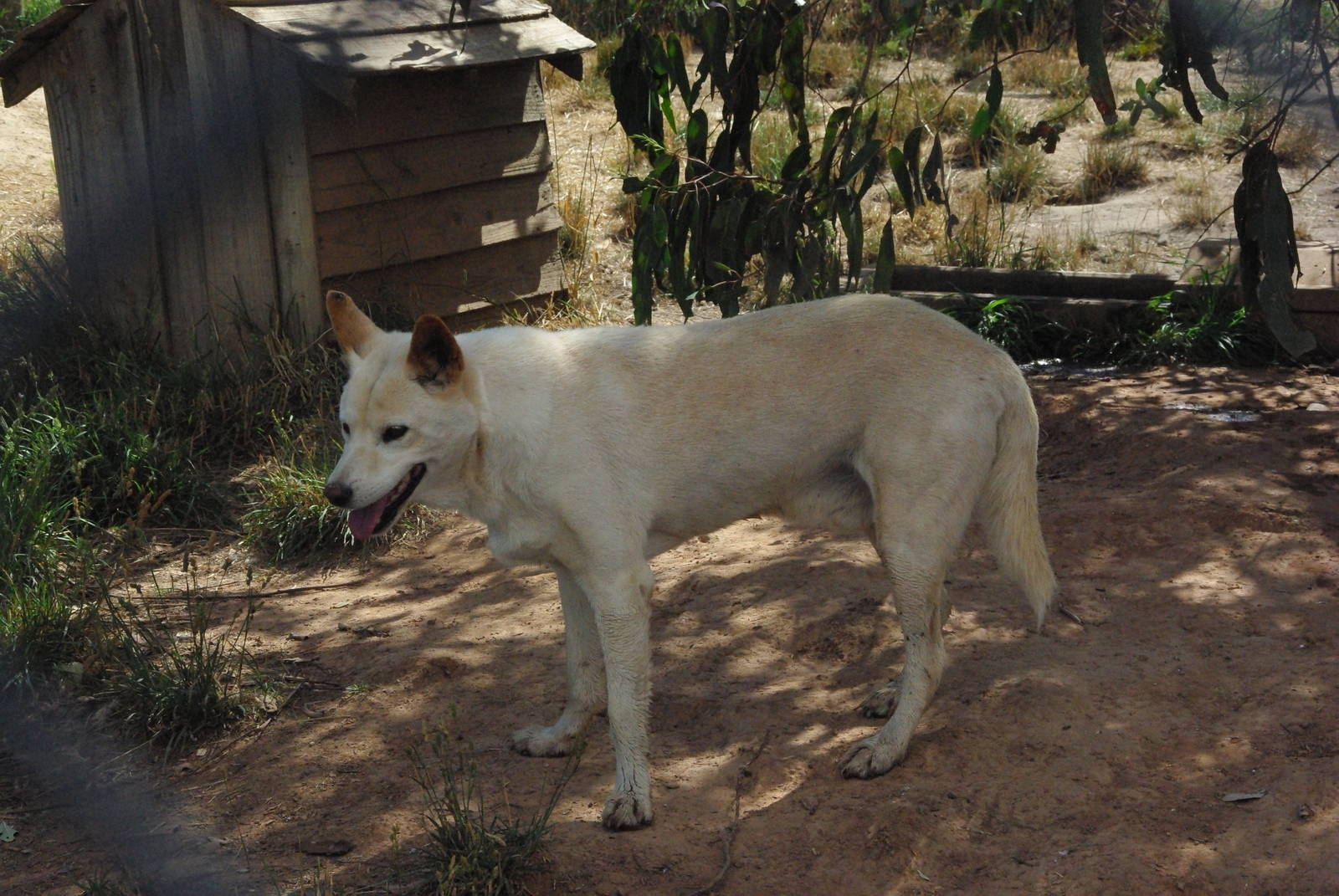 Dingo
