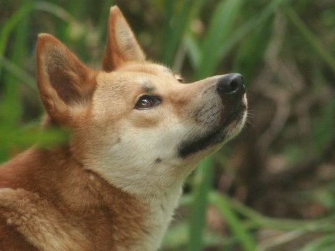 Dingo