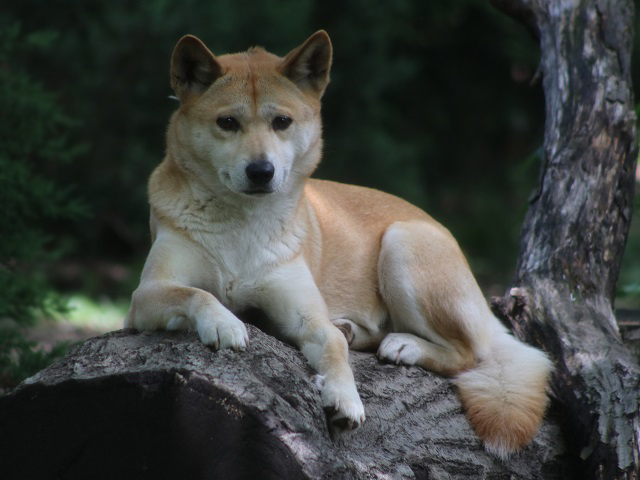 Dingo