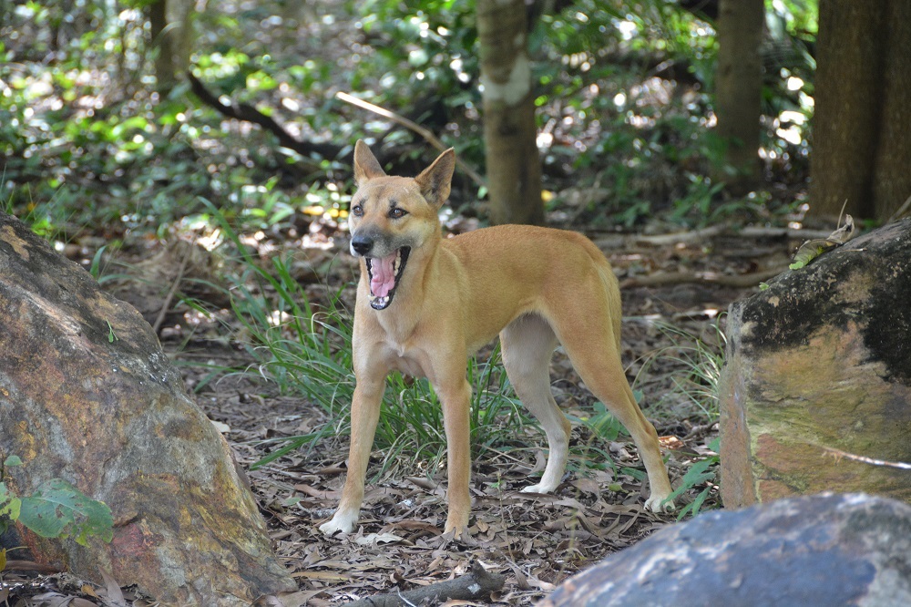 Dingo