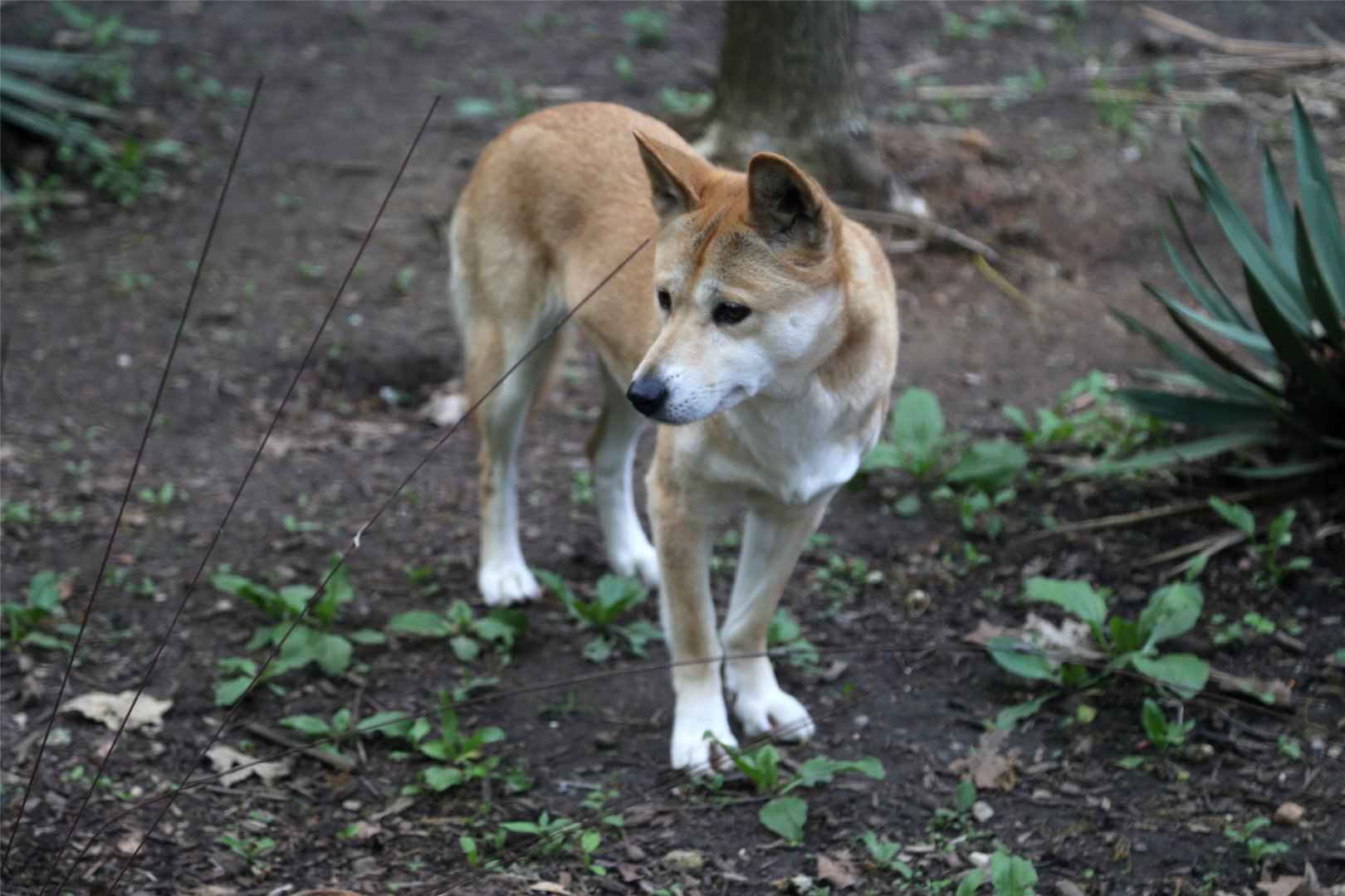 Dingo