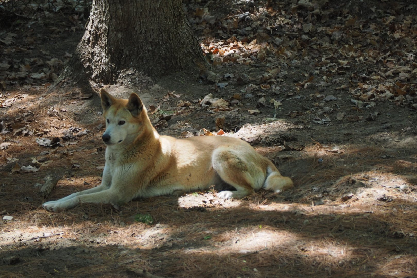 Dingo