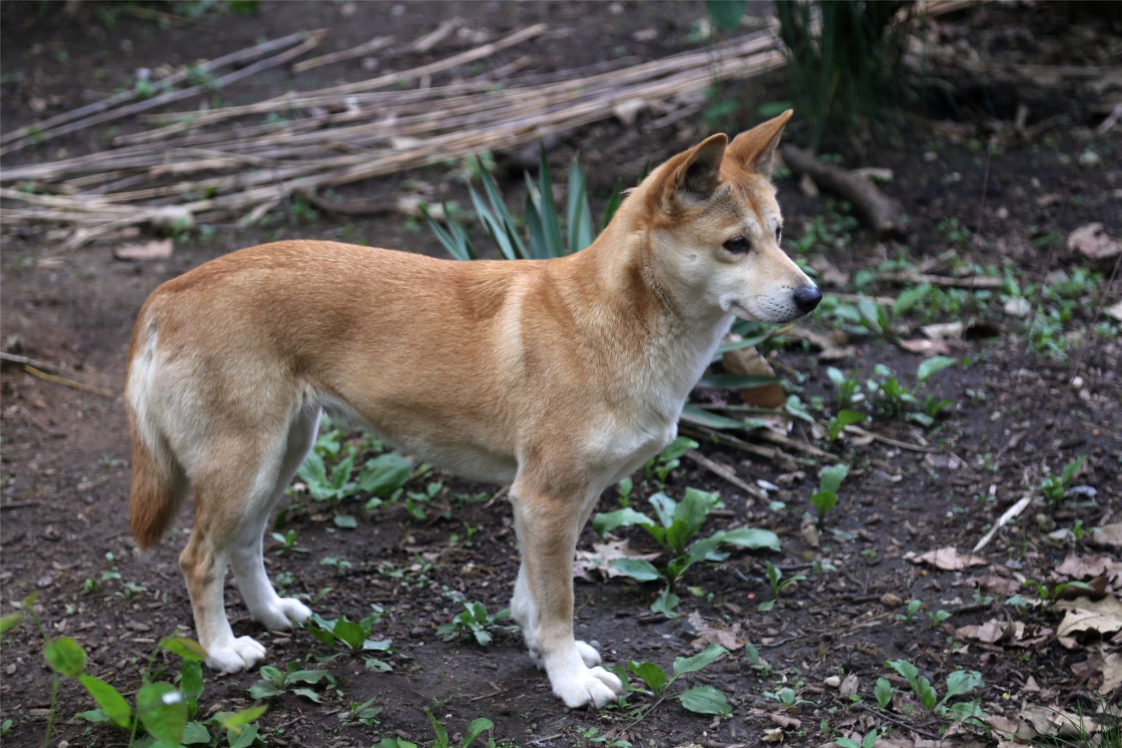 Dingo