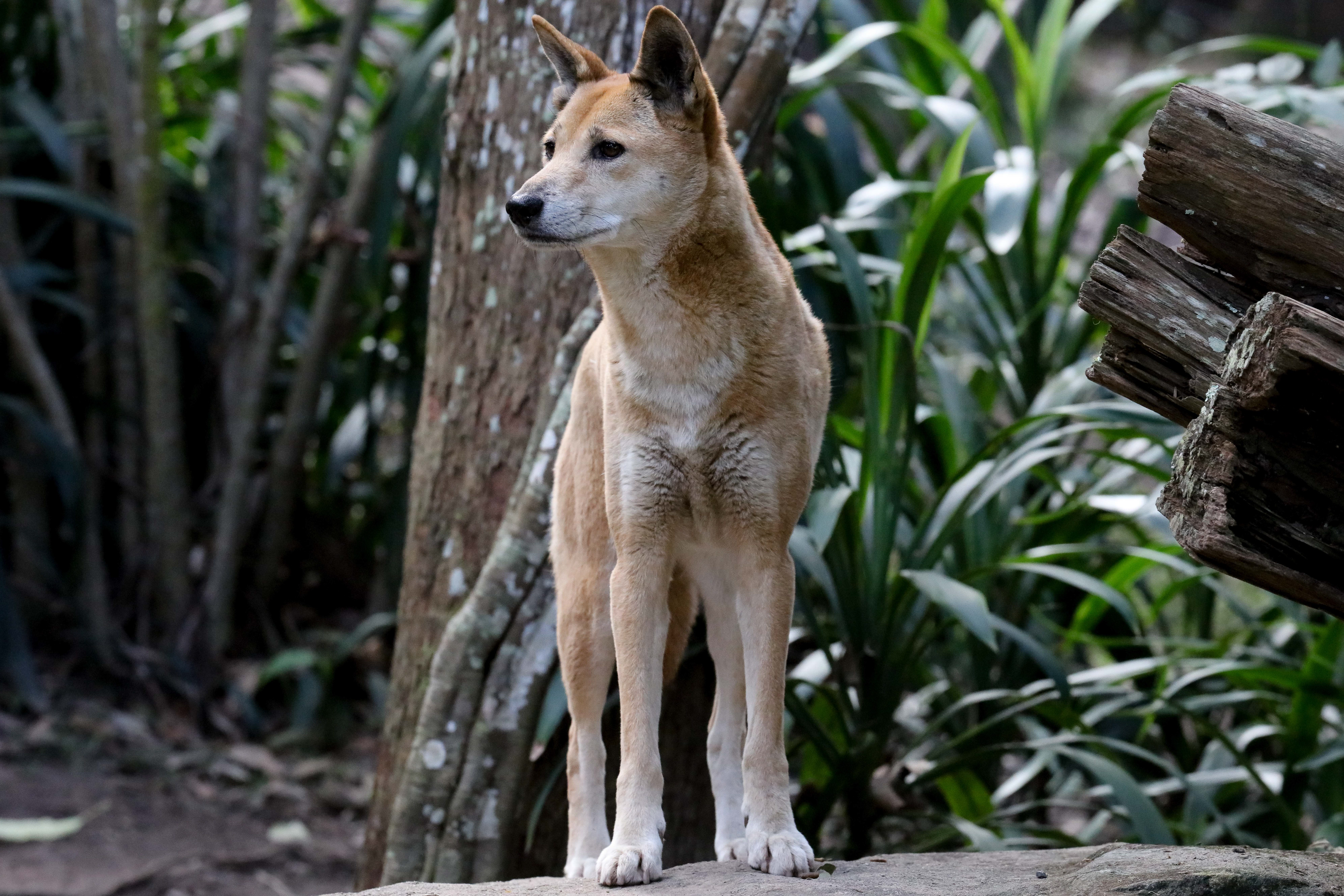 Dingo