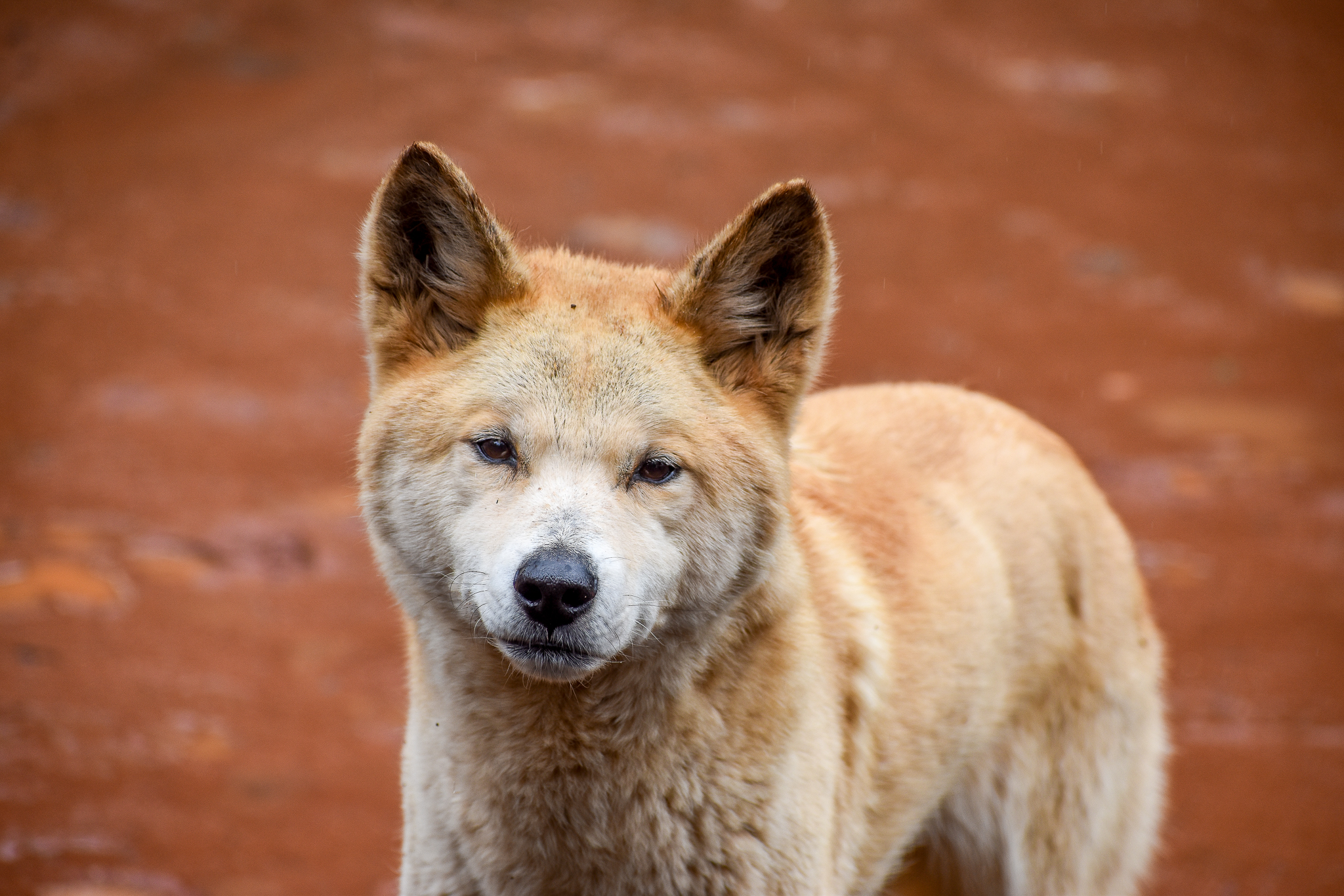 Dingo
