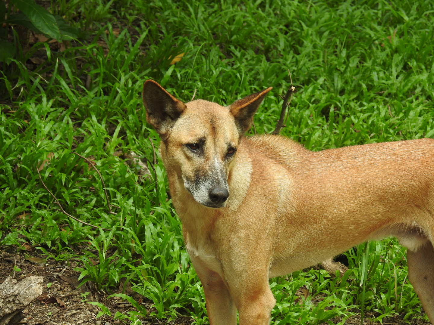 Dingo