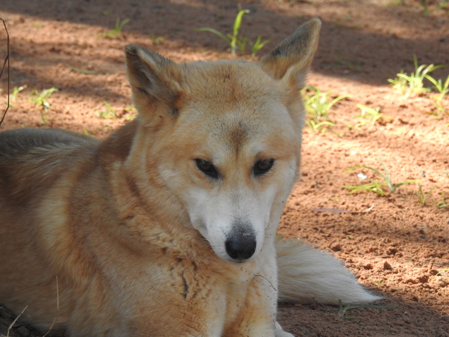 Dingo