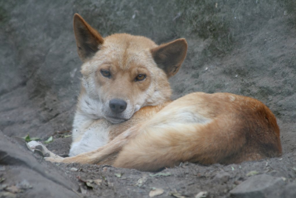 Dingo