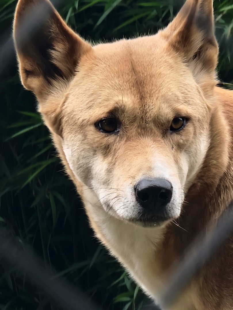 Dingo
