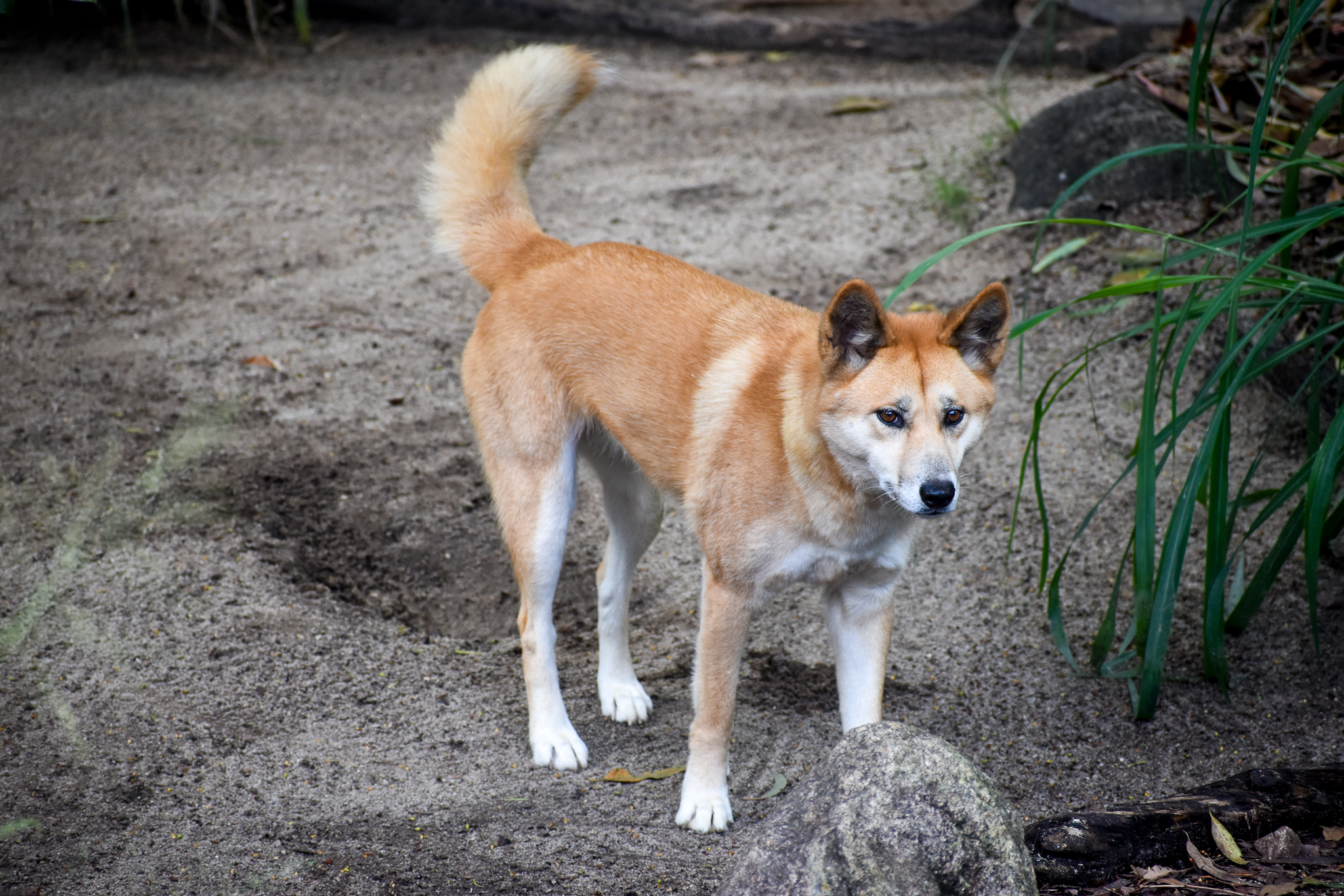 Dingo