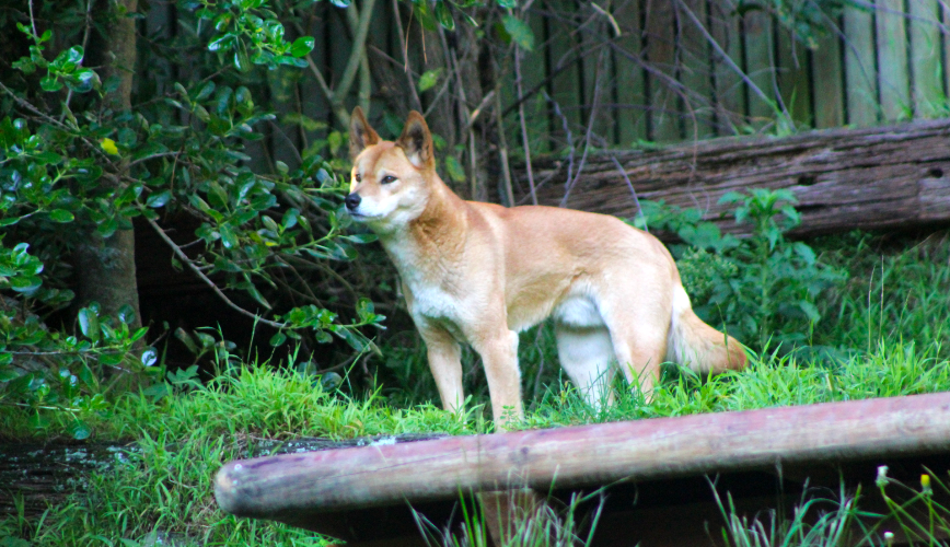 Dingo