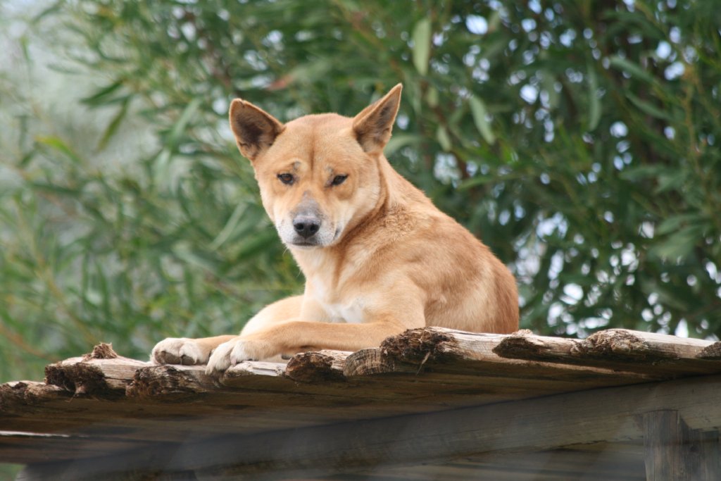 Dingo