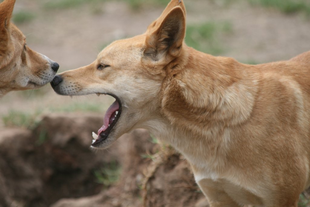 Dingo