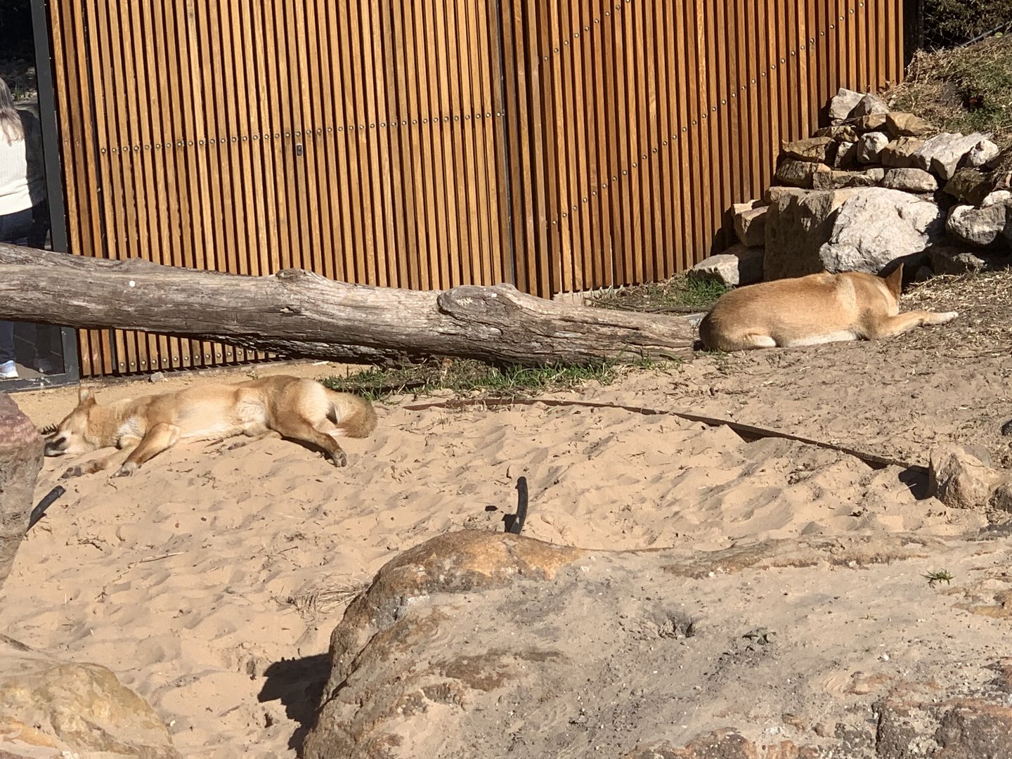 Dingoes (a fairly small exhibit imo)