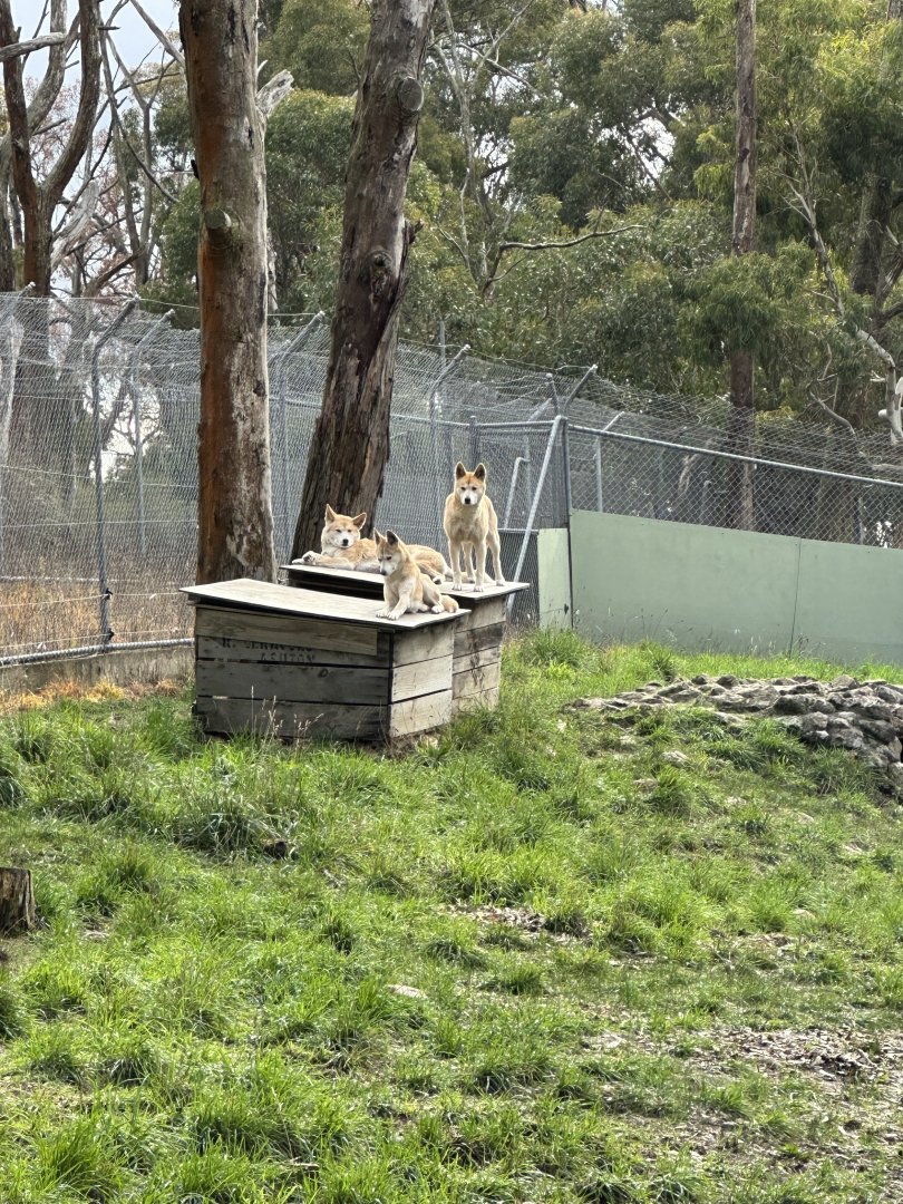 Dingoes at Cleland Wildlife Park