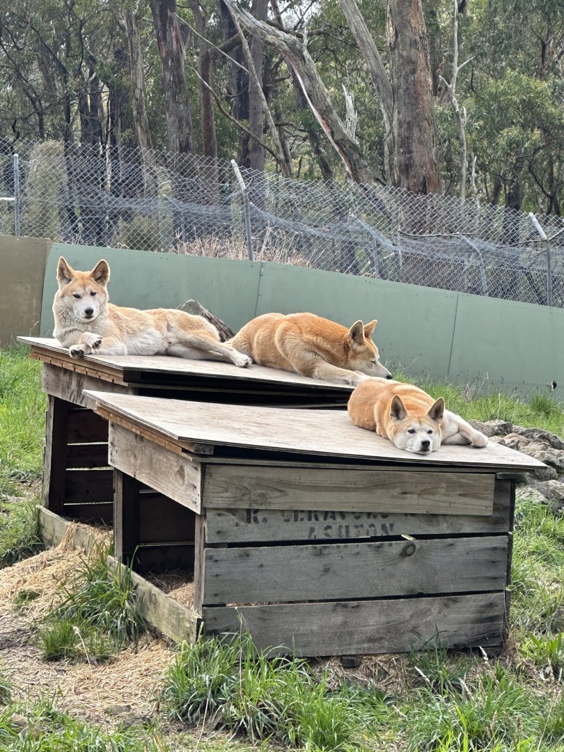 Dingoes at Cleland Wildlife Park