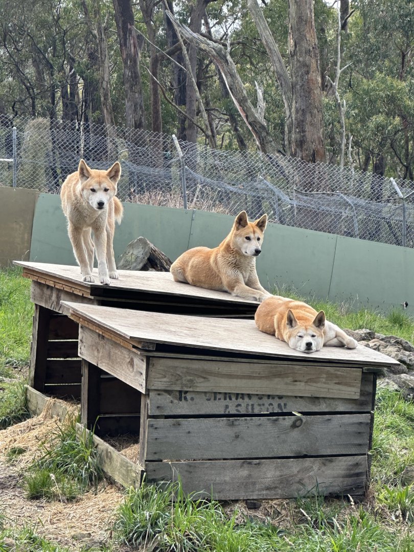 Dingoes at Cleland Wildlife Park