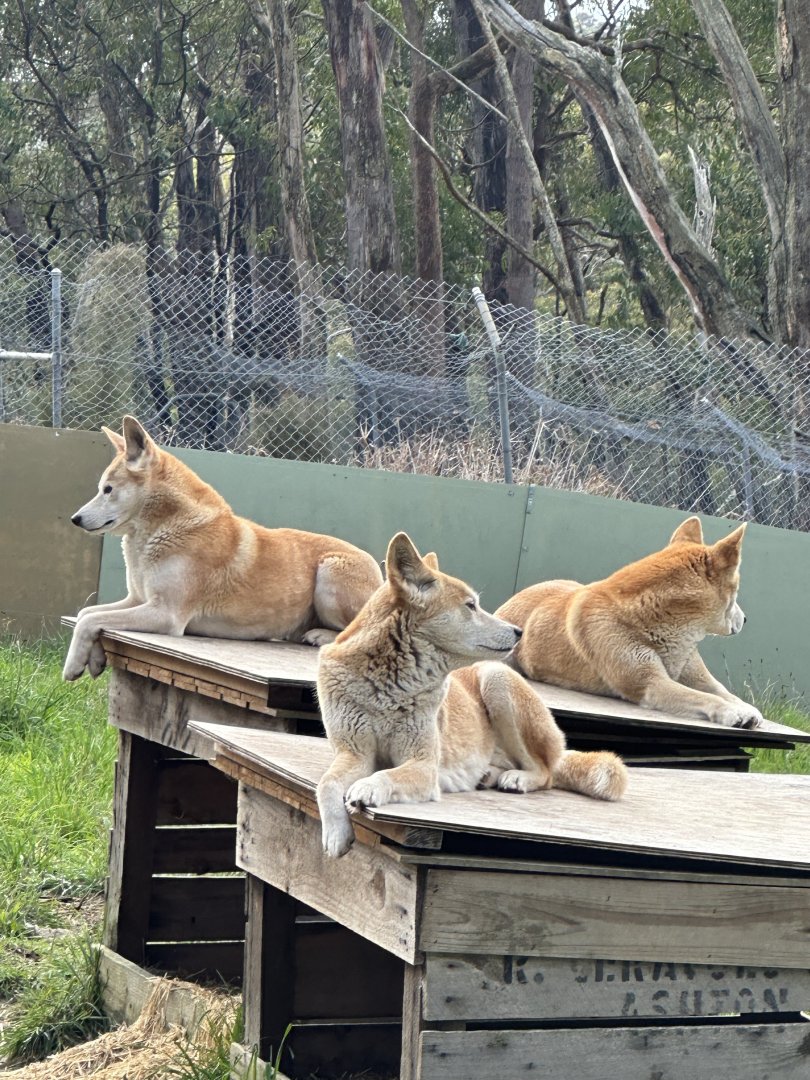 Dingoes at Cleland Wildlife Park