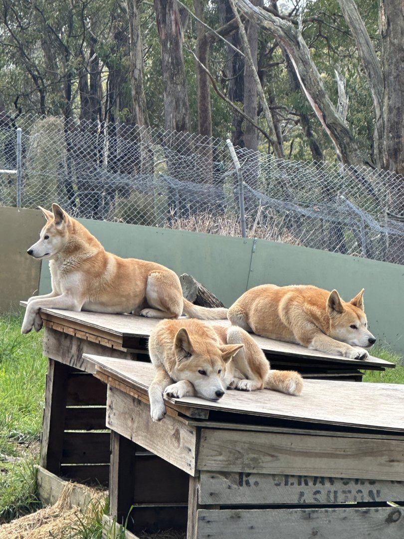 Dingoes at Cleland Wildlife Park