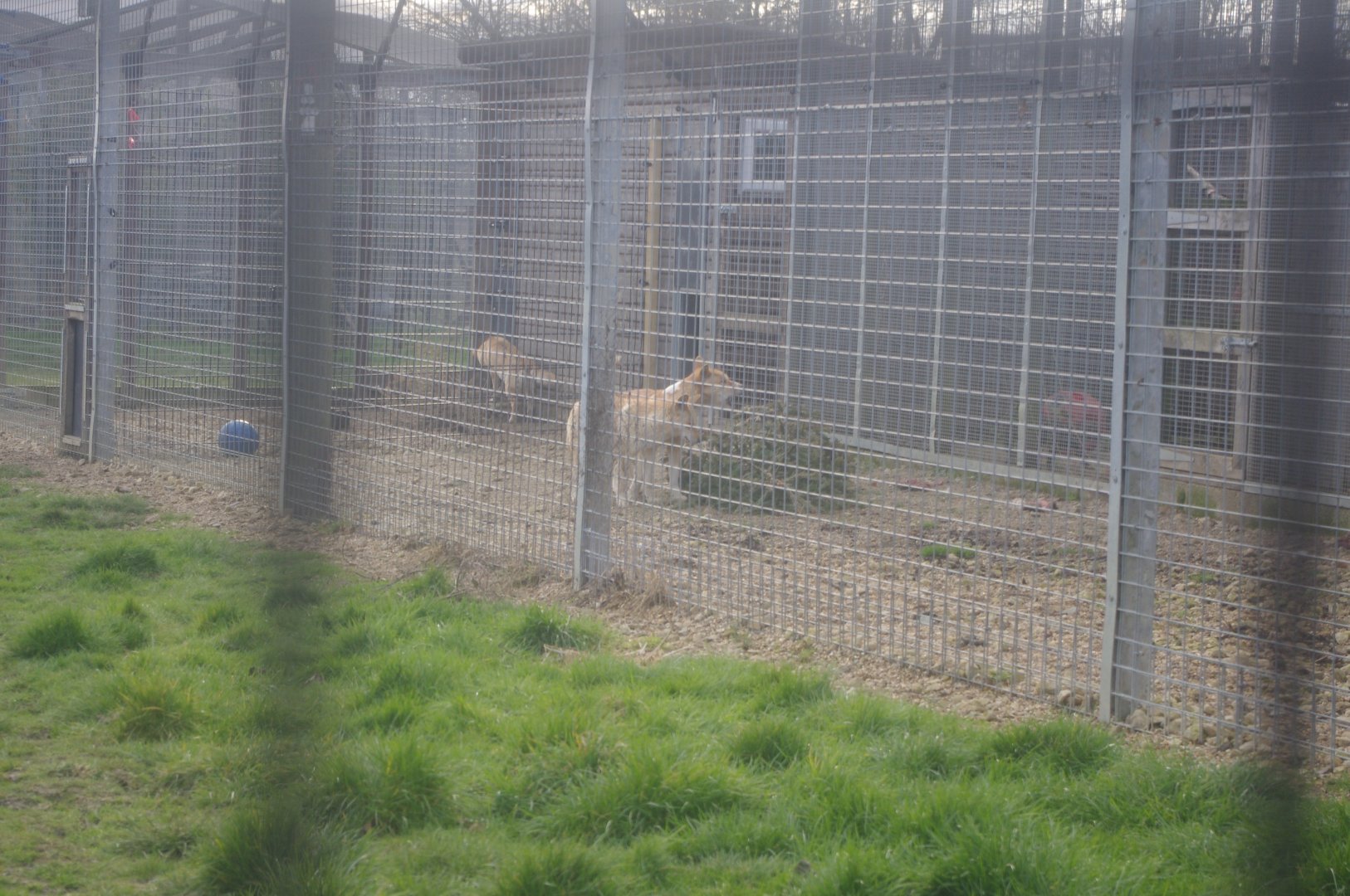 Dingoes- Hamerton Zoo Park 6/3/2022