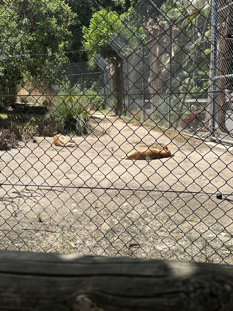 Dingoes in the old lion exhibit