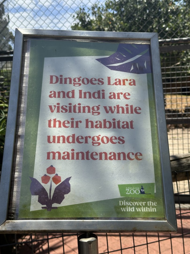 Dingoes using the old lion exhibit