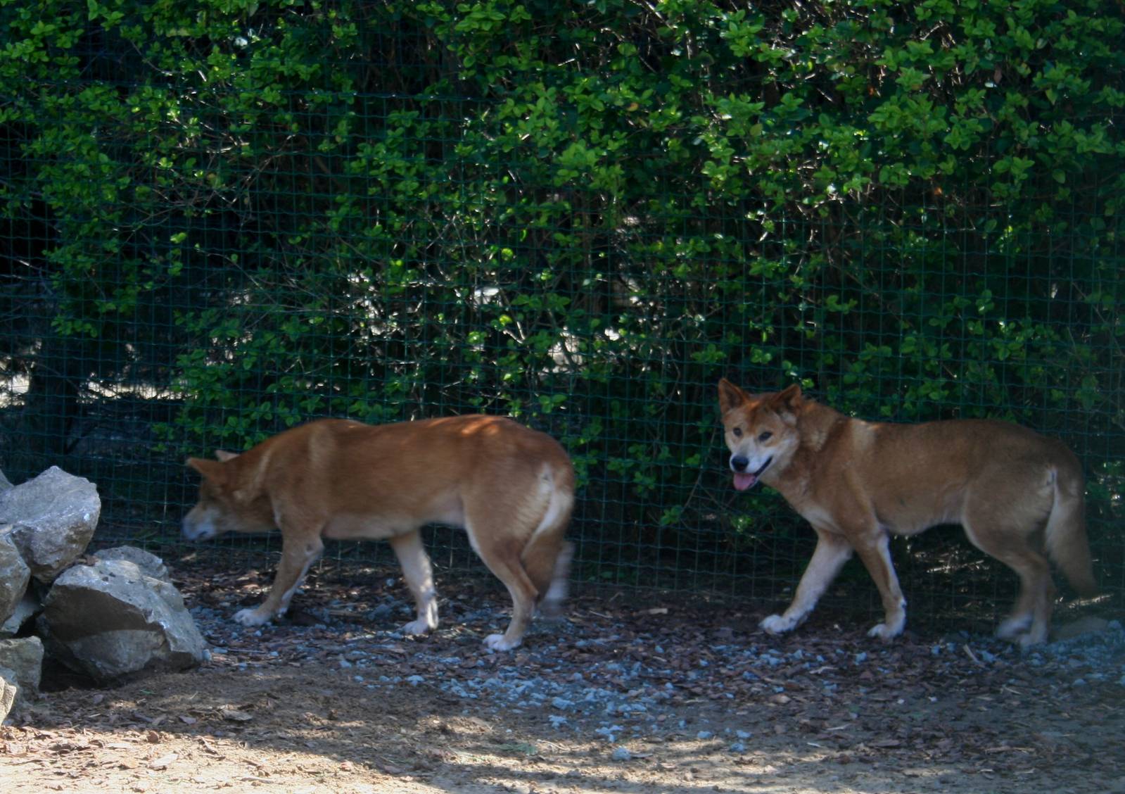 dingoes
