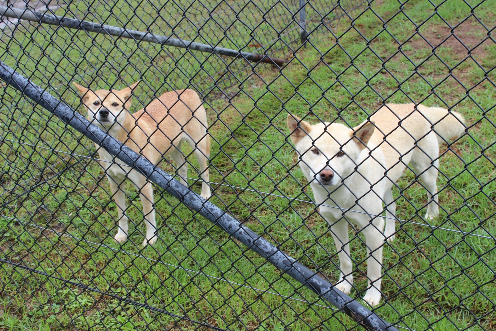 Dingoes