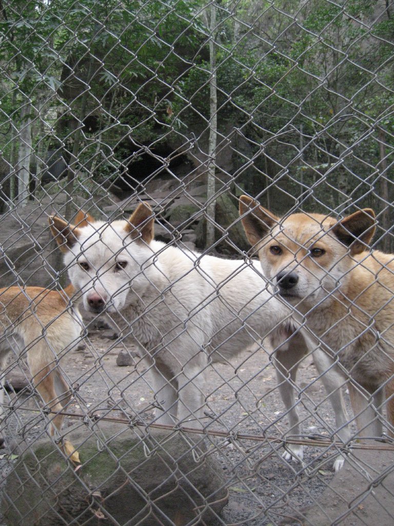 Dingoes