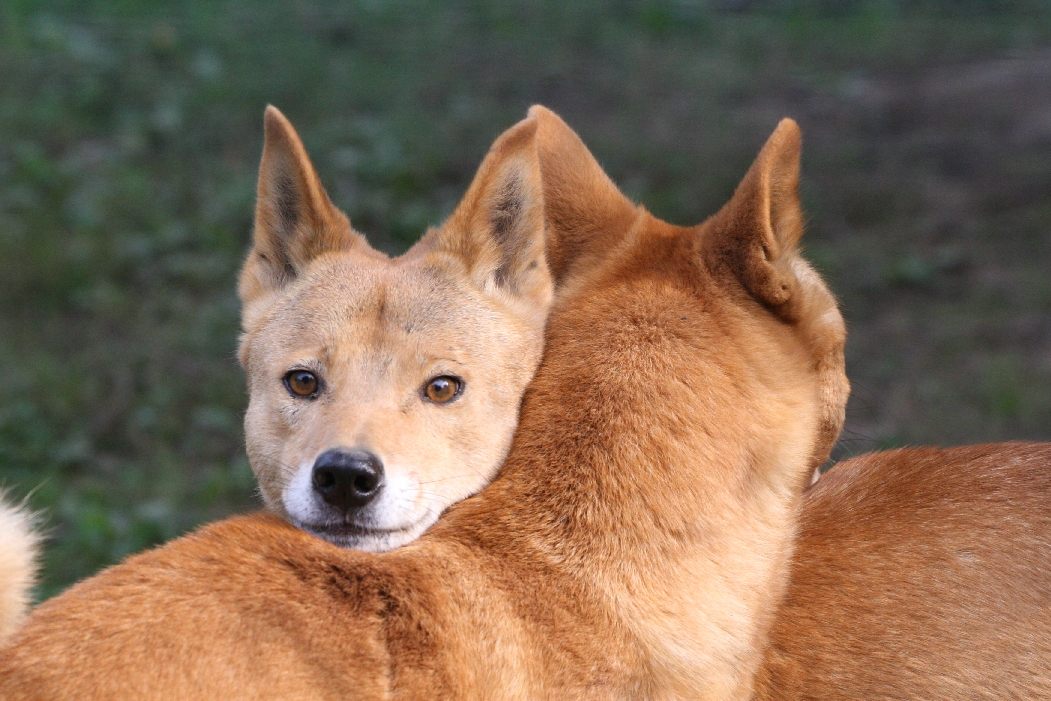 Dingos #2