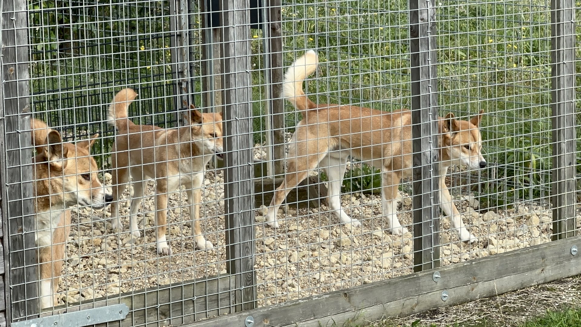 Dingos at Hamerton Zoo Park (October 2023)