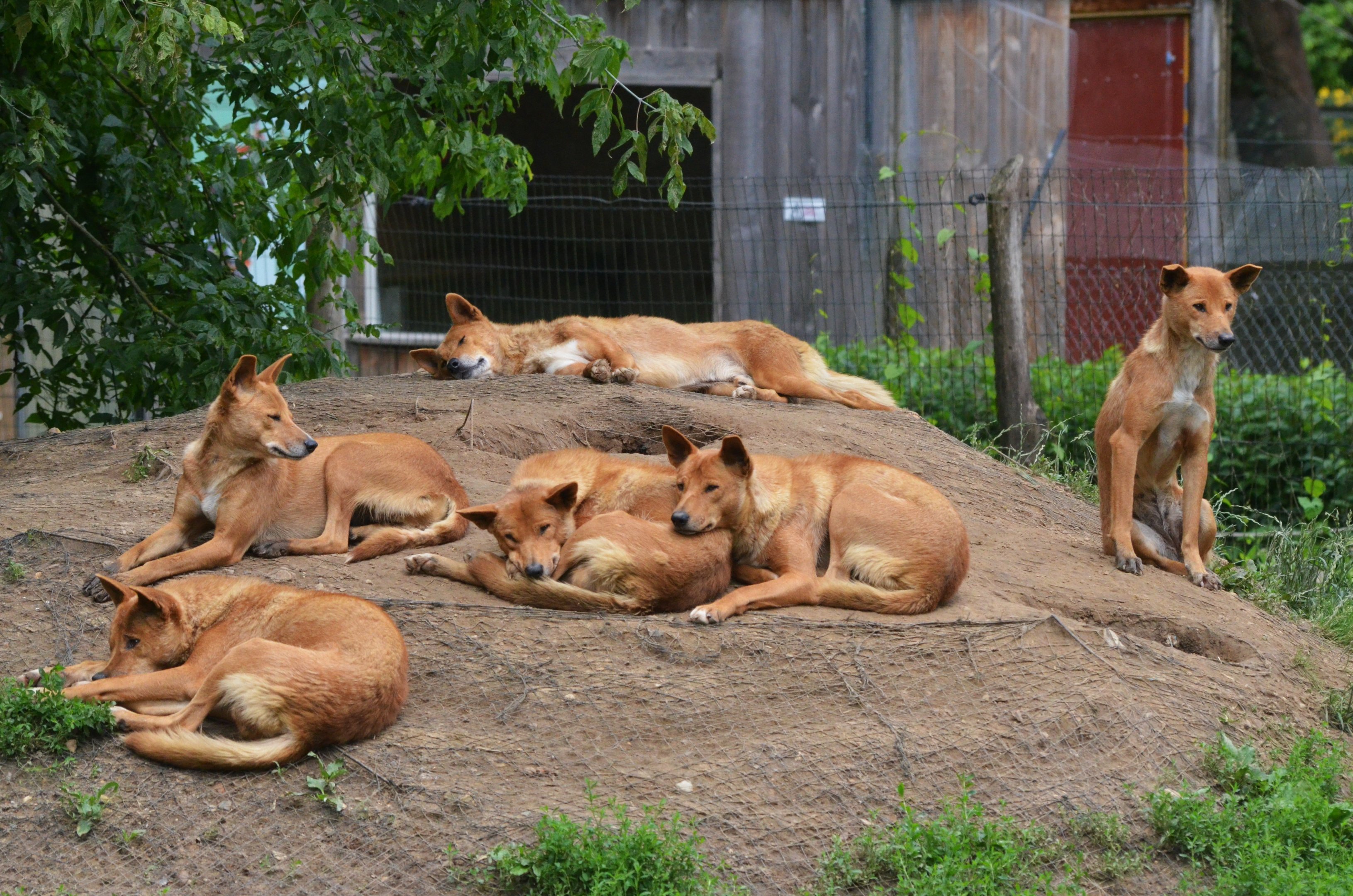 Dingos at Spaycific'Zoo, 13/06/18