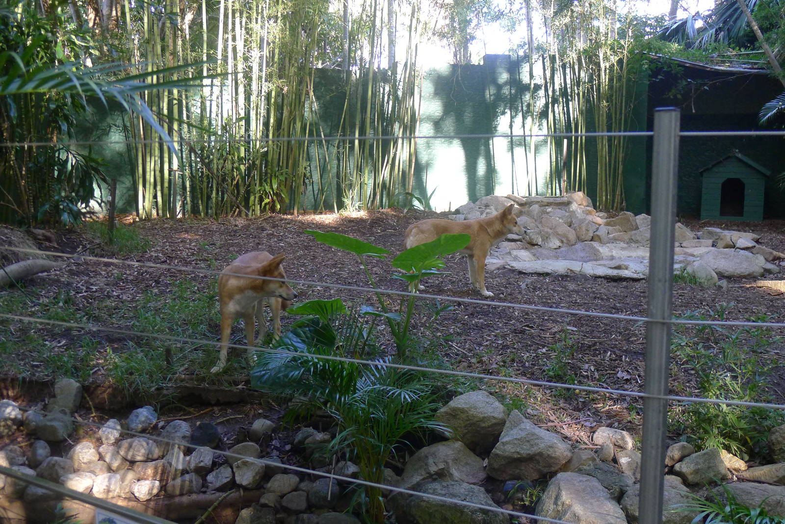 Dingos in the old Sun Bear yard