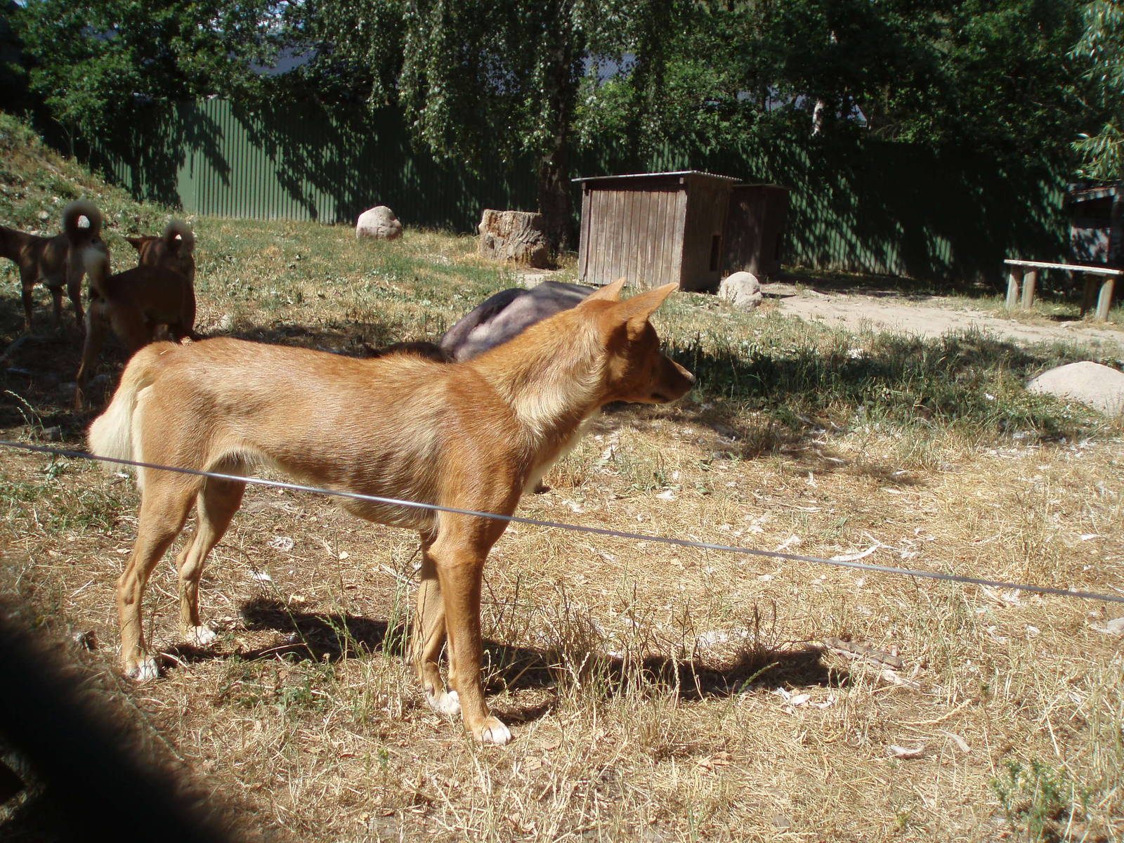 Dingos , Olands Animal Park
